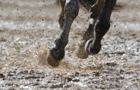 muddy race horse legs